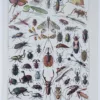 Insectes, planche zoologique originale 1930