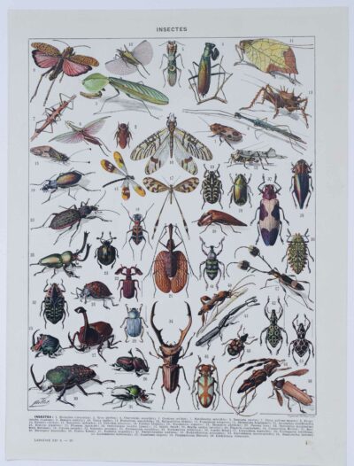 Insectes, planche zoologique originale 1930