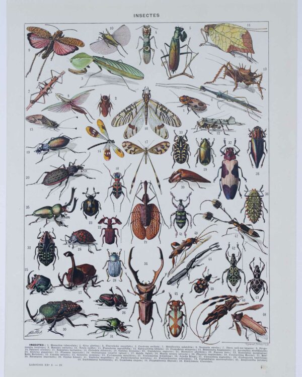 insectes-a10 Insectes, planche zoologique originale 1930
