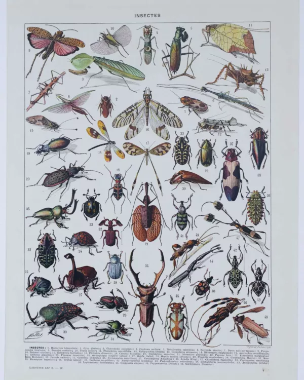 insectes-a10 Insectes, planche zoologique originale 1930