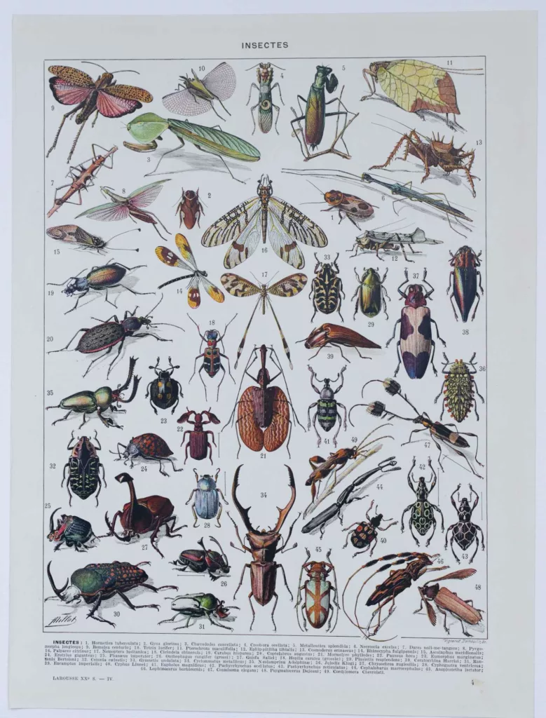 Insectes, planche zoologique originale 1930