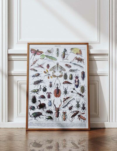 Insectes, planche zoologique originale 1930