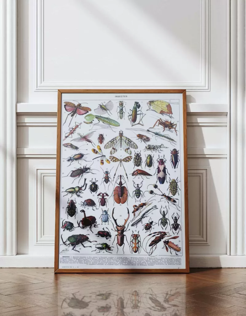 Insectes, planche zoologique originale 1930 – planche ancienne entière
