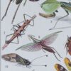 Insectes, planche zoologique originale 1930