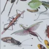 Insectes, planche zoologique originale 1930 – planche encadrée en décoration murale