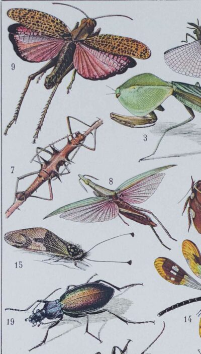 Insectes, planche zoologique originale 1930