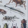 Insectes, planche zoologique originale 1930