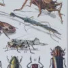 Insectes, planche zoologique originale 1930 – détail de la planche ancienne