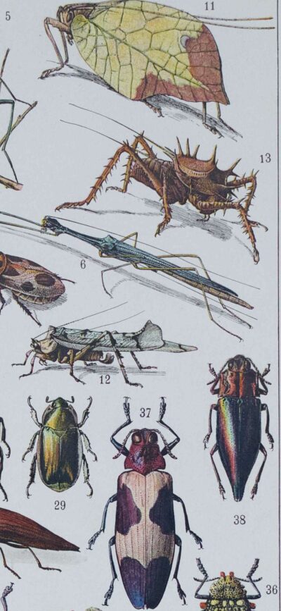 Insectes, planche zoologique originale 1930