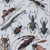Insectes, planche zoologique originale 1930