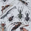 Insectes, planche zoologique originale 1930 – détail de la planche ancienne