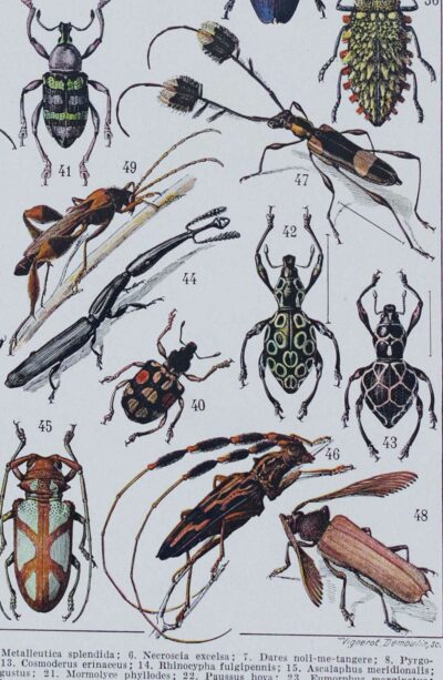 Insectes, planche zoologique originale 1930