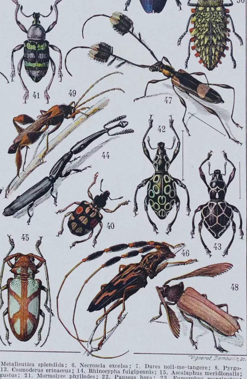 Insectes, planche zoologique originale 1930 – détail de la planche ancienne