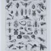 Insectes, planche zoologique originale 1930