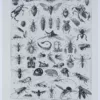 Insectes, planche zoologique originale 1930 – verso du document ancien