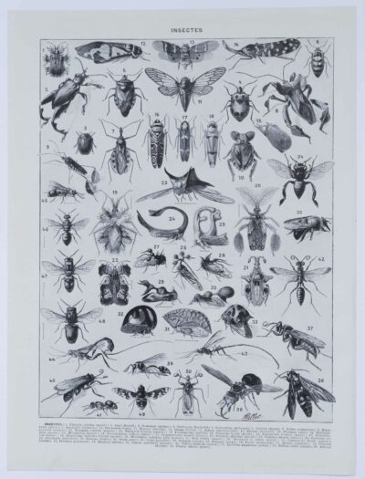 Insectes, planche zoologique originale 1930