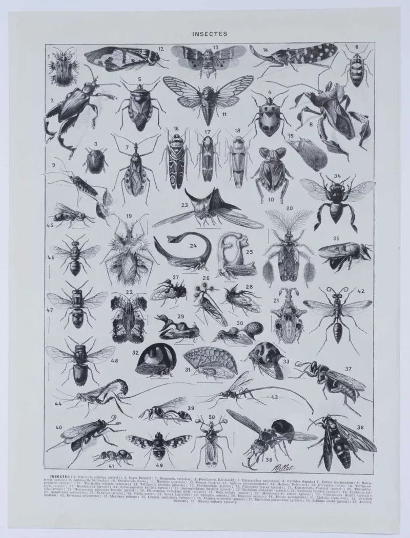 Insectes, planche zoologique originale 1930 – verso du document ancien