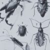 Insectes, planche zoologique originale 1930