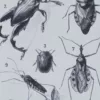 Insectes, planche zoologique originale 1930 – verso du document ancien