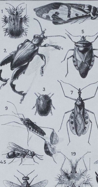 Insectes, planche zoologique originale 1930