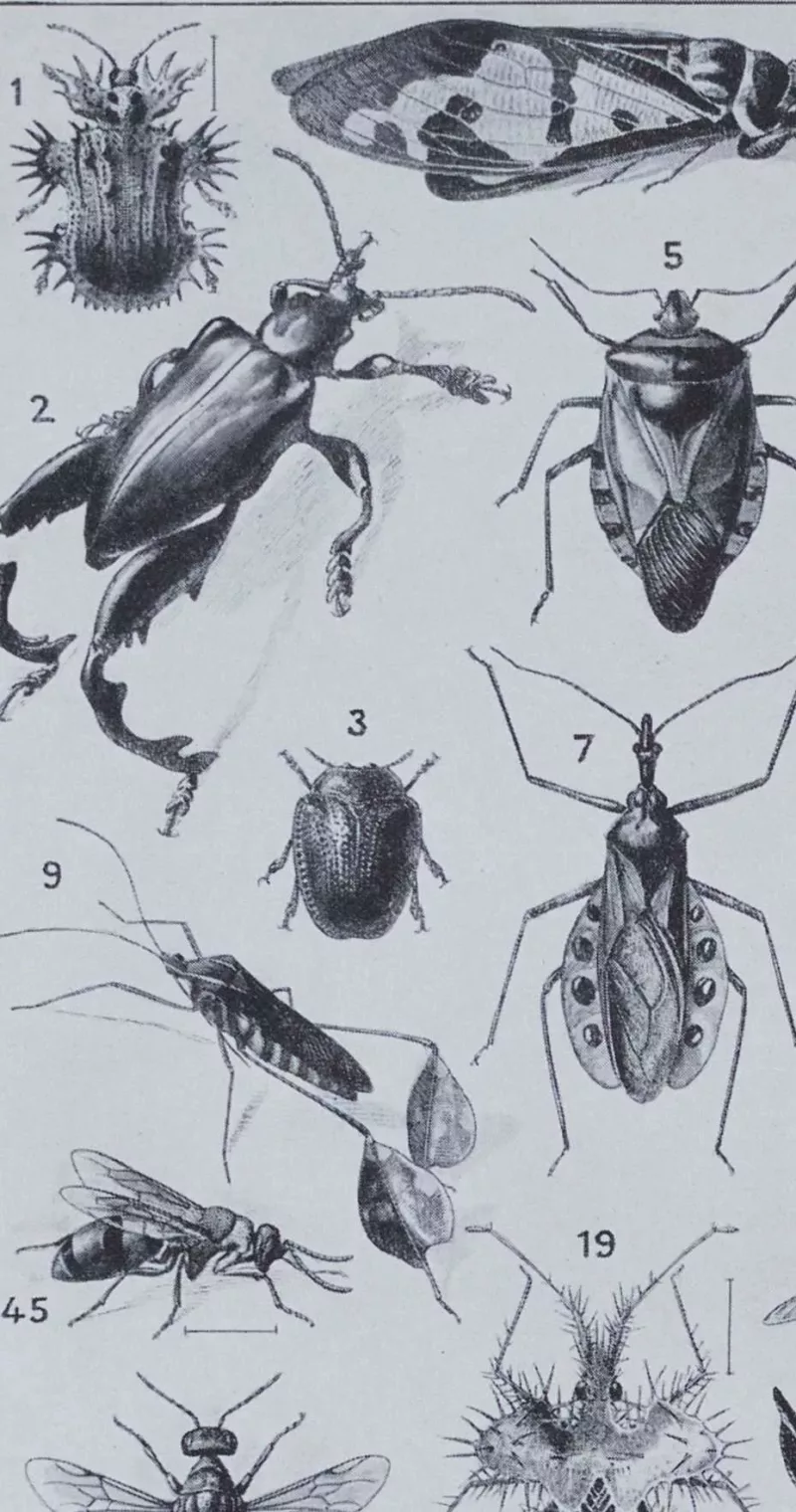 Insectes, planche zoologique originale 1930 – verso du document ancien