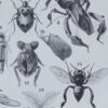 Insectes, planche zoologique originale 1930