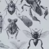 Insectes, planche zoologique originale 1930 – verso encadré en décoration murale
