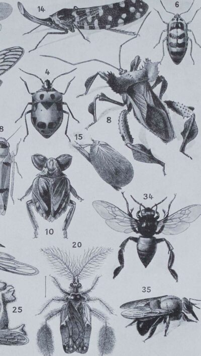 Insectes, planche zoologique originale 1930