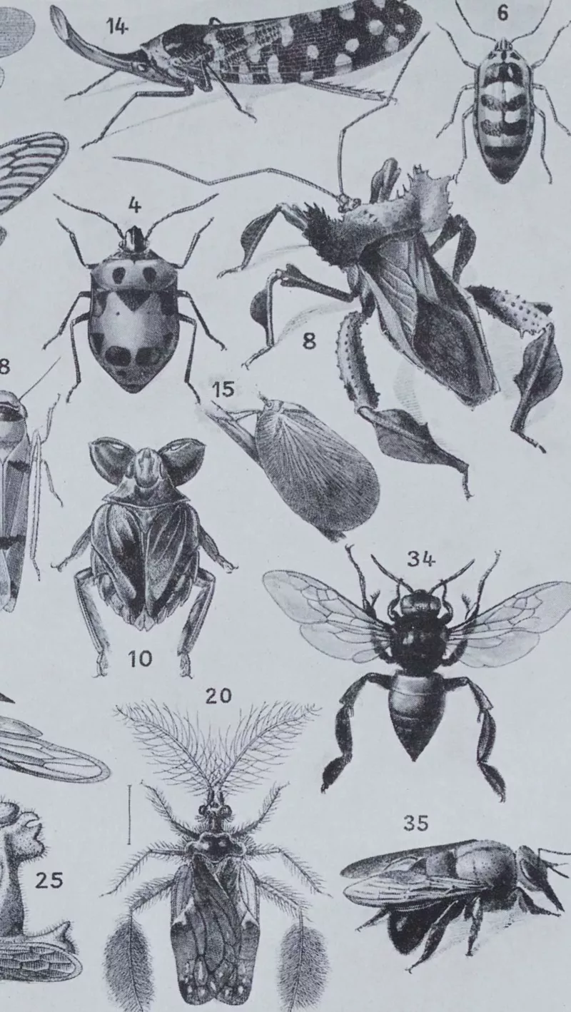 Insectes, planche zoologique originale 1930 – verso encadré en décoration murale