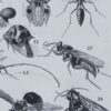 Insectes, planche zoologique originale 1930