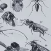 Insectes, planche zoologique originale 1930 – détail du verso