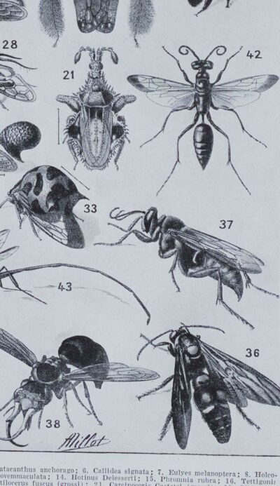 Insectes, planche zoologique originale 1930