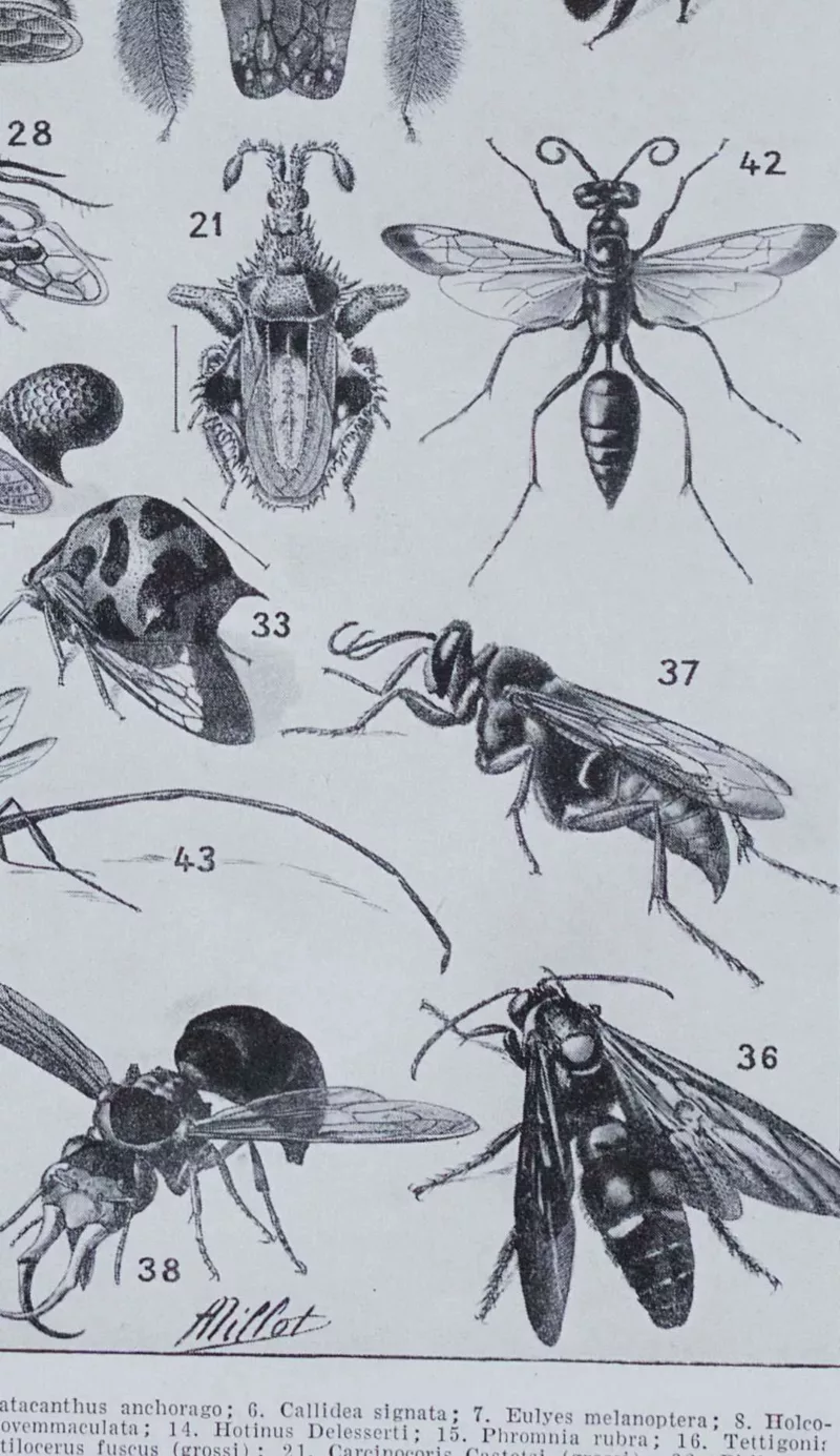 Insectes, planche zoologique originale 1930 – détail du verso