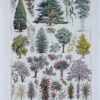 Arbres d’ornement et jardins du monde, planche 1930