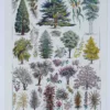 Arbres d’ornement et jardins du monde, planche 1930
