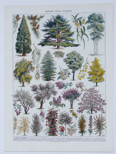 Arbres d’ornement et jardins du monde, planche 1930