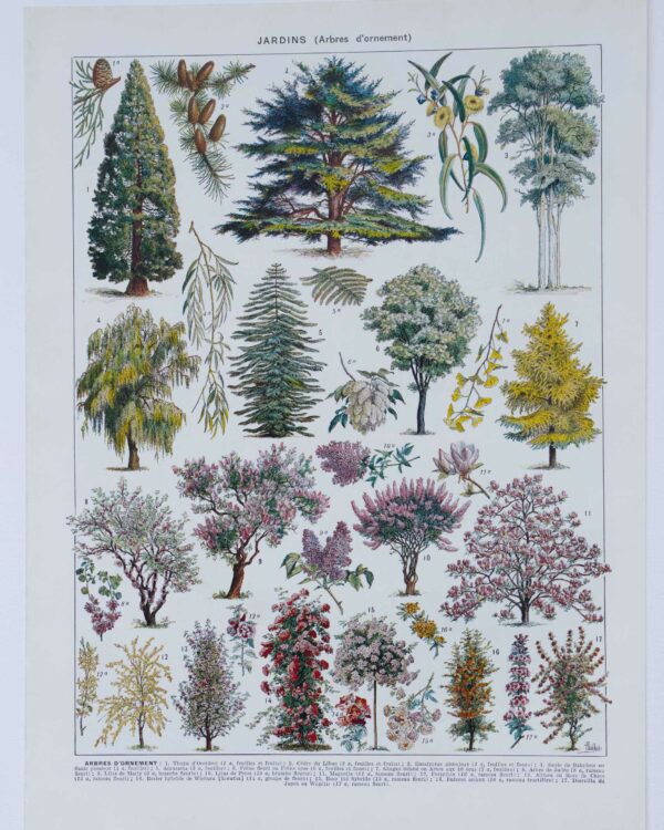 Arbres d’ornement et jardins du monde, planche 1930