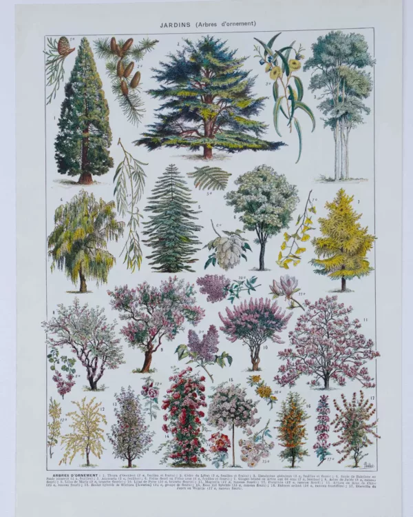 jardin-arbres-ornement-I-a10-1 Arbres d’ornement et jardins du monde, planche 1930