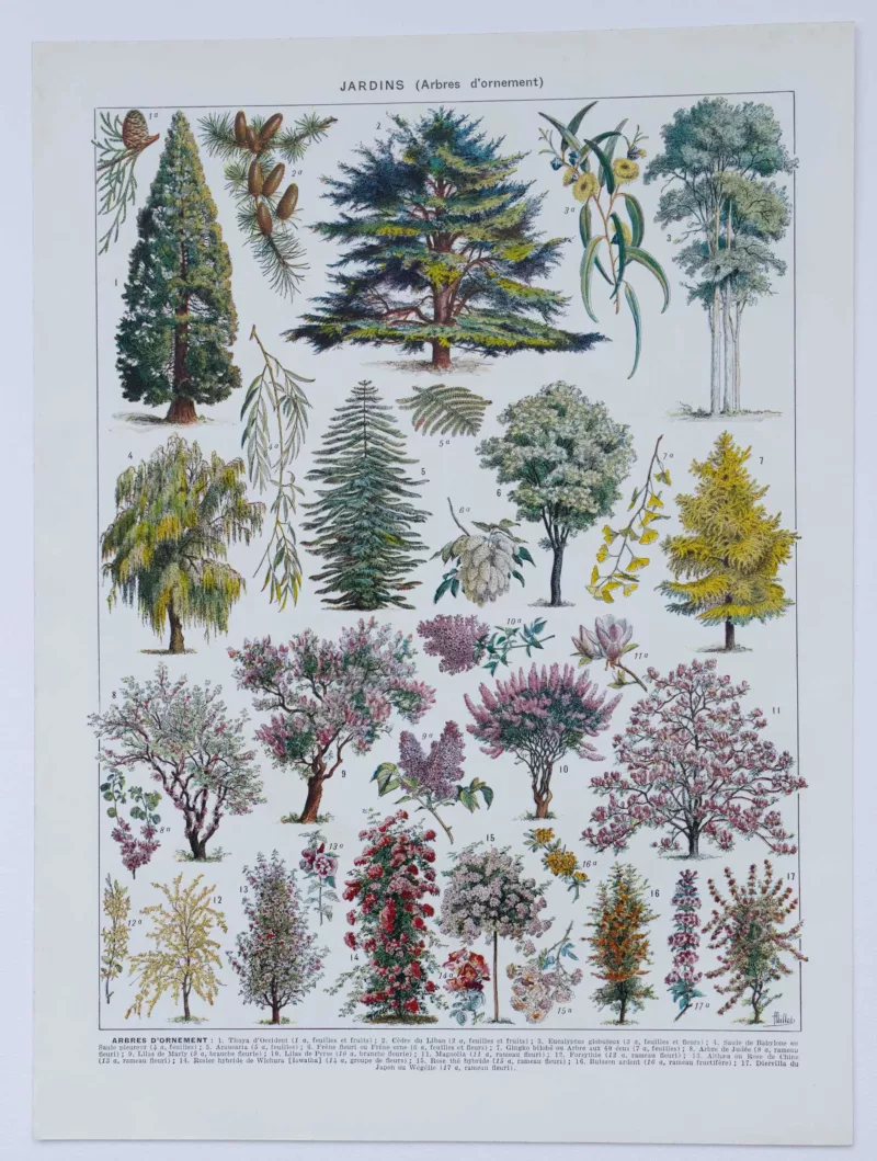 Arbres d’ornement et jardins du monde, planche 1930