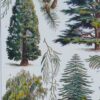 Arbres d’ornement et jardins du monde, planche 1930