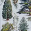 Arbres d’ornement et jardins du monde, planche 1930 – planche ancienne entière