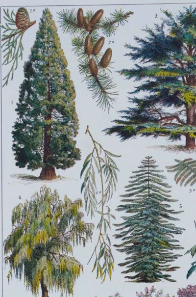 Arbres d’ornement et jardins du monde, planche 1930