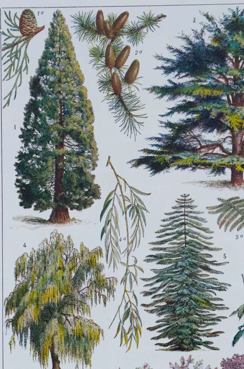 Arbres d’ornement et jardins du monde, planche 1930 – planche ancienne entière
