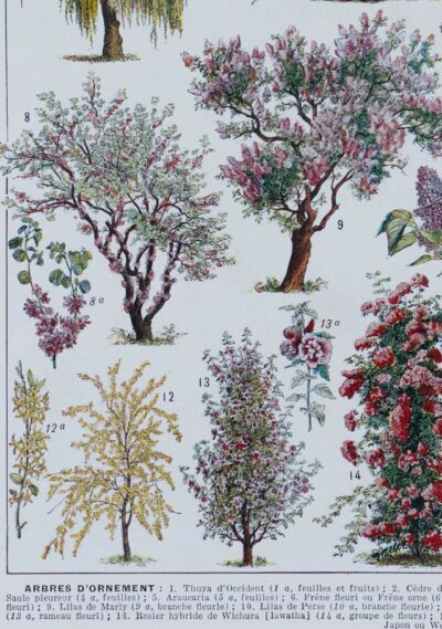 Arbres d’ornement et jardins du monde, planche 1930