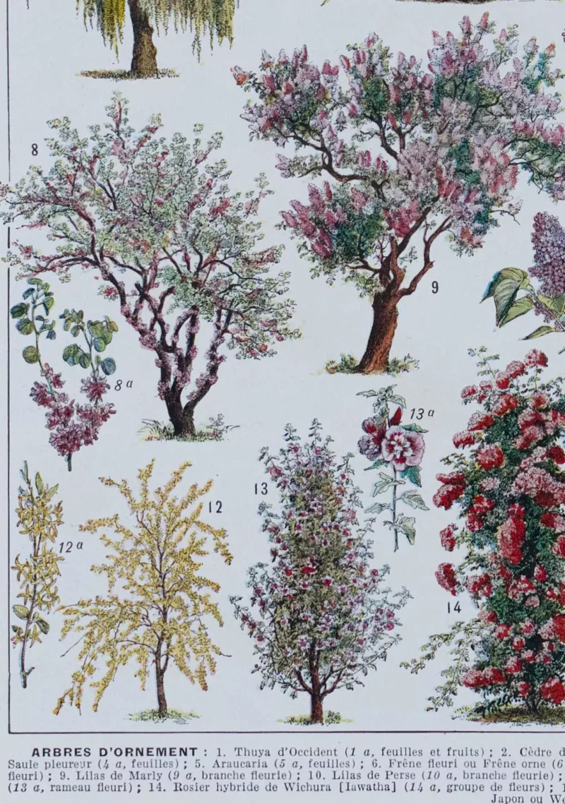 Arbres d’ornement et jardins du monde, planche 1930 – planche encadrée en décoration murale