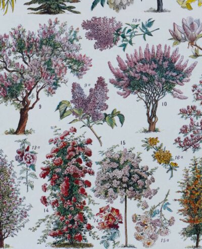 Arbres d’ornement et jardins du monde, planche 1930