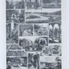 Arbres d’ornement et jardins du monde, planche 1930