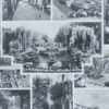 Arbres d’ornement et jardins du monde, planche 1930