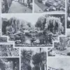 Arbres d’ornement et jardins du monde, planche 1930 – détail du verso