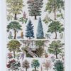 Jardins du monde, botanique et architecture, planche 1930